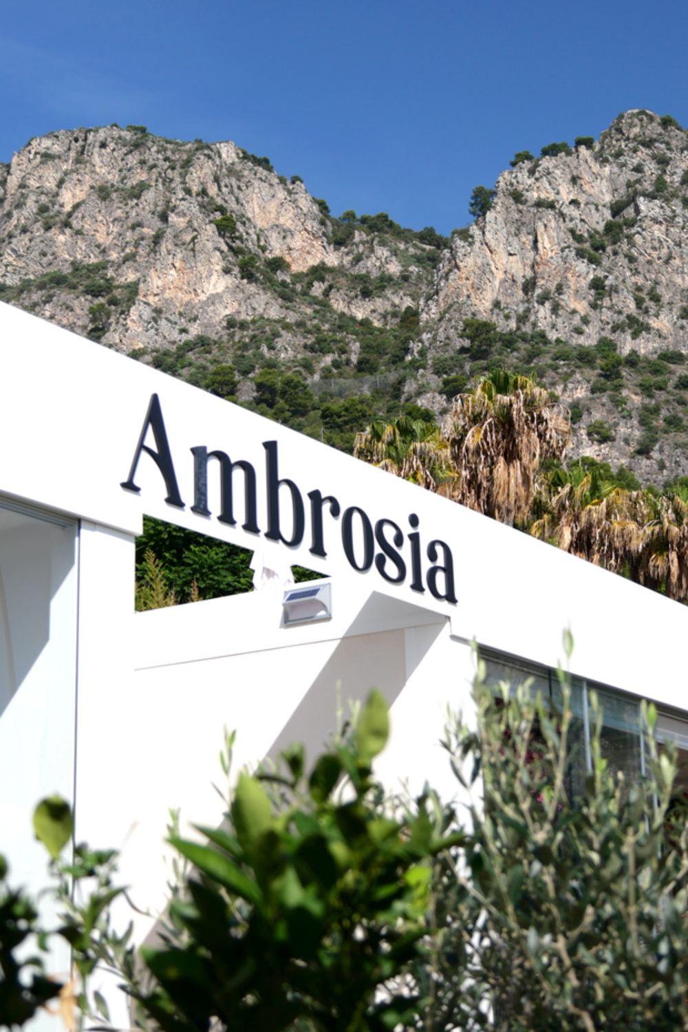 Ambrosia photo 38